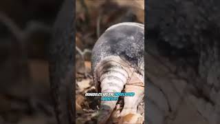 Armadillos Nature's Armor Clad Explorers Unleashed #amazingfacts #animal #animalfacts