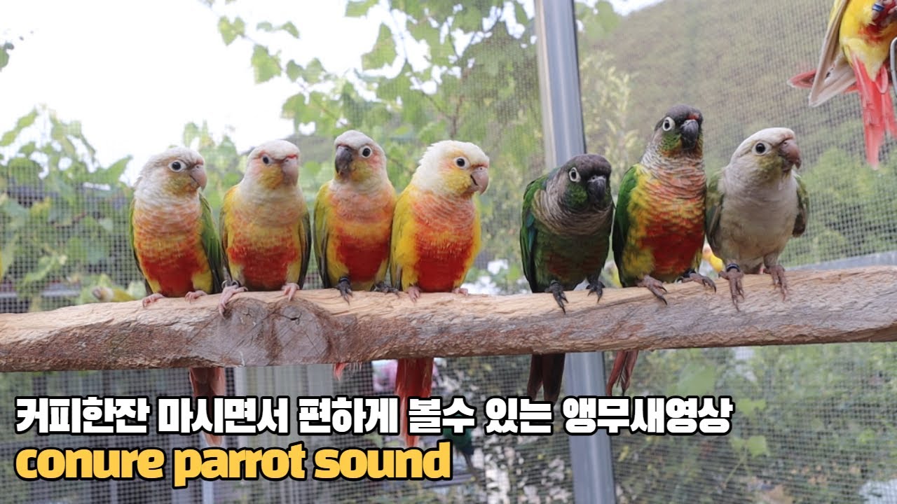혼자 지내는 앵무새들에게 소리를 들려주세요
