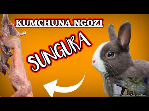 Video: Ufugaji wa ngozi wa knothide wapi?