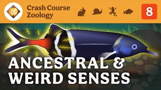 Ancestral & Weird Senses: Crash Course Zoology #8