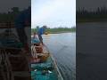 Amazing net fishing village viral video #vairalshort #fish