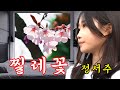 정서주 찔레꽃 원곡 백난아 님 Cover By 이미자 나훈아 조아람 김다현 정서주 정서주 찔레꽃 원곡 백난아 님 Cover By 이미자 나훈아 조아람 김다현 정서주