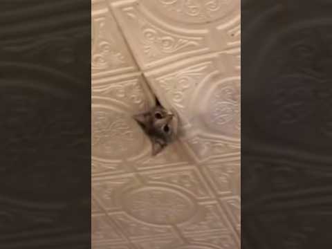 😄#cat #cats #catvideos #юмор #кошки #кошкин_дом #рекомендации #топ #shortvideo #shorts
