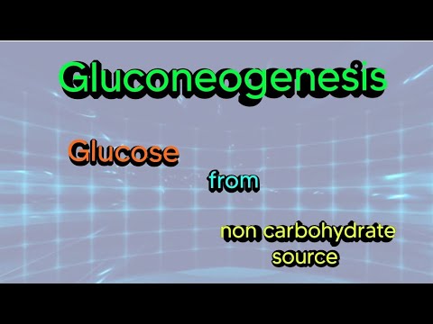 Gluconeogenesis Biochemistry Glucose Metabolism Pyruvate 