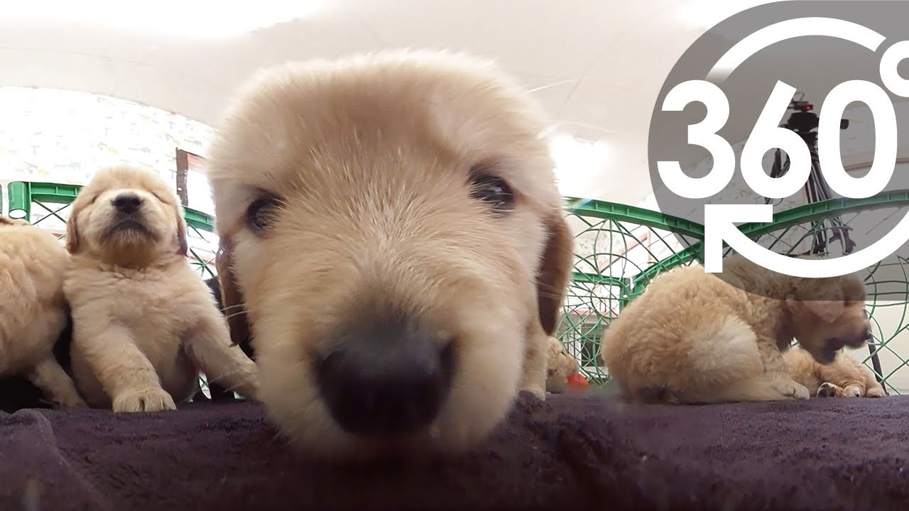 いきもの目線】ゴールデンレトリバーの赤ちゃん ／ 360lives Golden