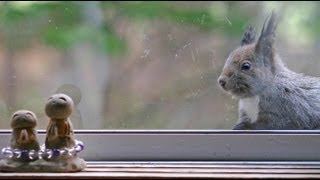 『窓際にやって来たエゾリス』 北海道 津別町 白いエゾリス 検索動画14 『窓際にやって来たエゾリス』 北海道 津別町 白いエゾリス 検索動画 14