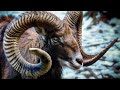 What do Sheep brains have that humans don t?