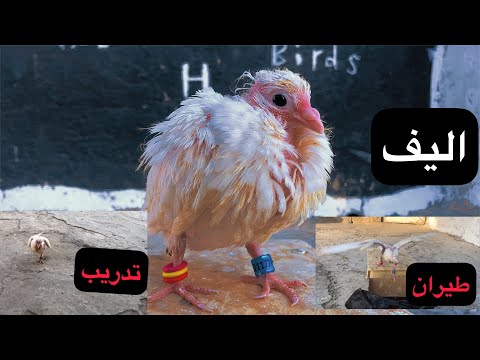 بدايه تدريب ويفر على لاوامر وطاعه اذكه طير