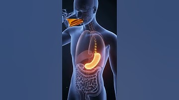 What Really Happens Inside Your BodyAfter Drinking Tea | 3D DigestionAnimation"