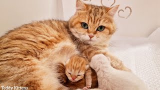Второй День После Рождения | Крошечные Котята Растут Не По Дням А По Часам 🥰