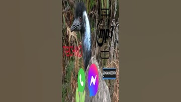 Modern Techno SMS signal/ringtone for android/samsung/iphone mp3 download in description