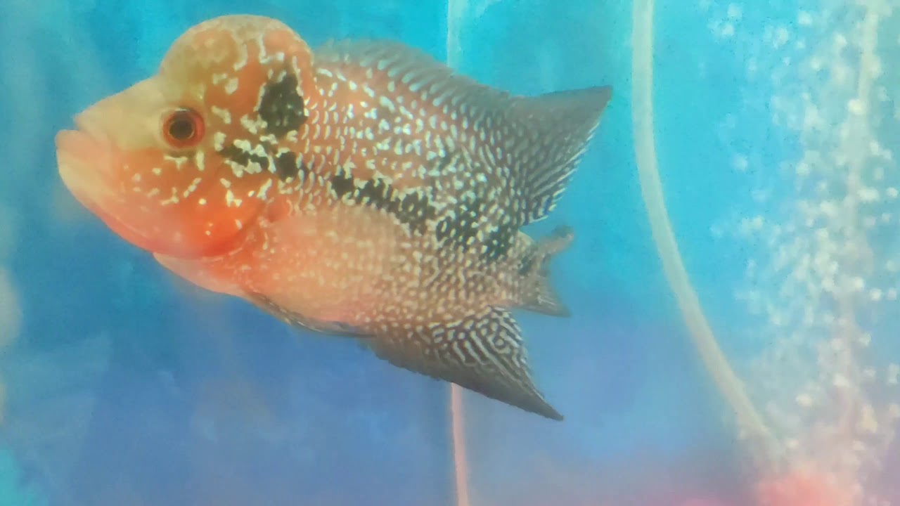 Aquarium & Pet shop in Tirupati Ramya Aquarium & Pets YouTube