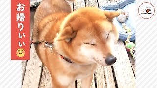 最高の笑顔とヒコーキ耳でお出迎えしてくれる柴犬さん✨🐕❤️【PECO TV】