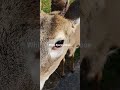 Deer Grabbing Snack  #shorts #shortsvideo