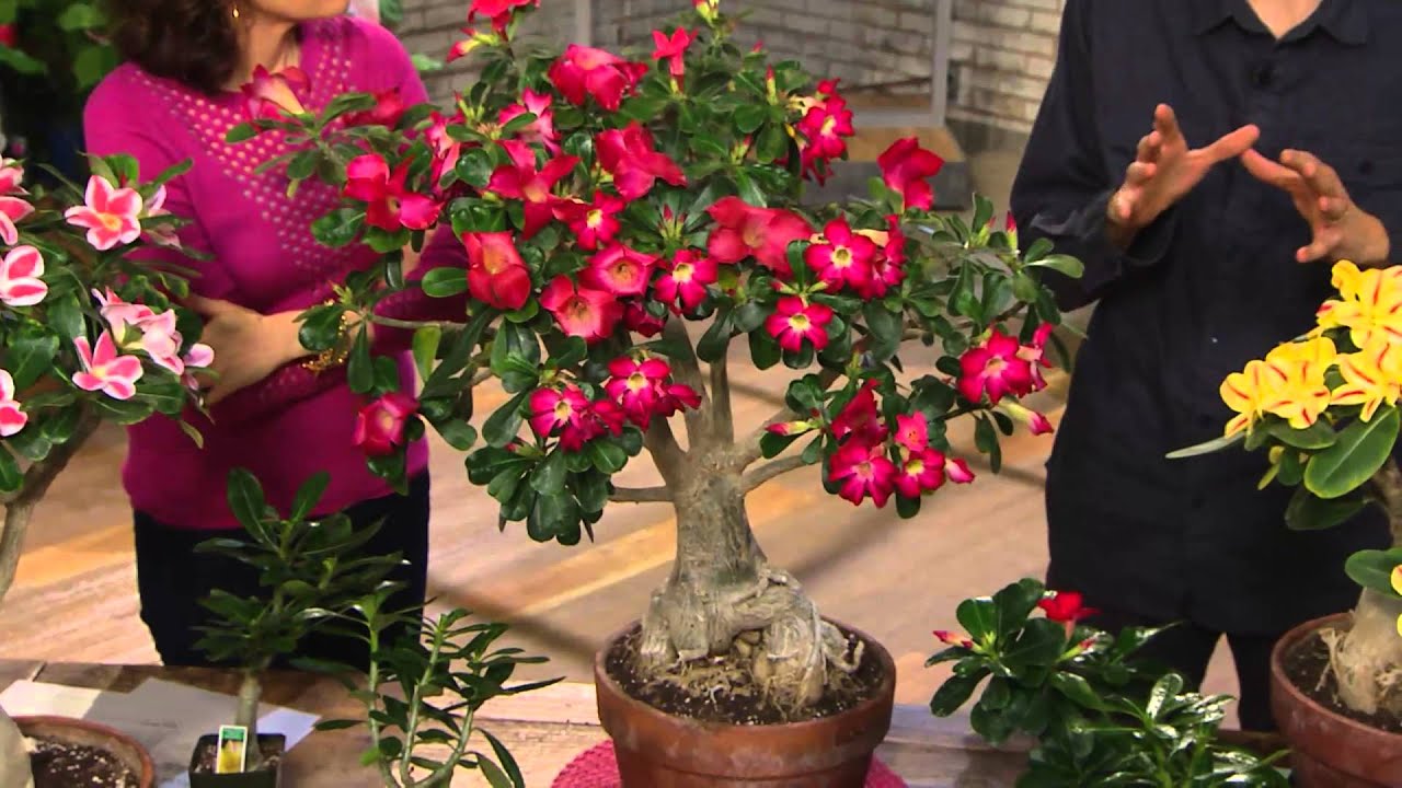 Roberta's 1-pc. Sabi Star Sahara Desert Gemini Rose Pink ... Roberta's 1-pc. Sabi Star Sahara Desert Gemini Rose Pink ...