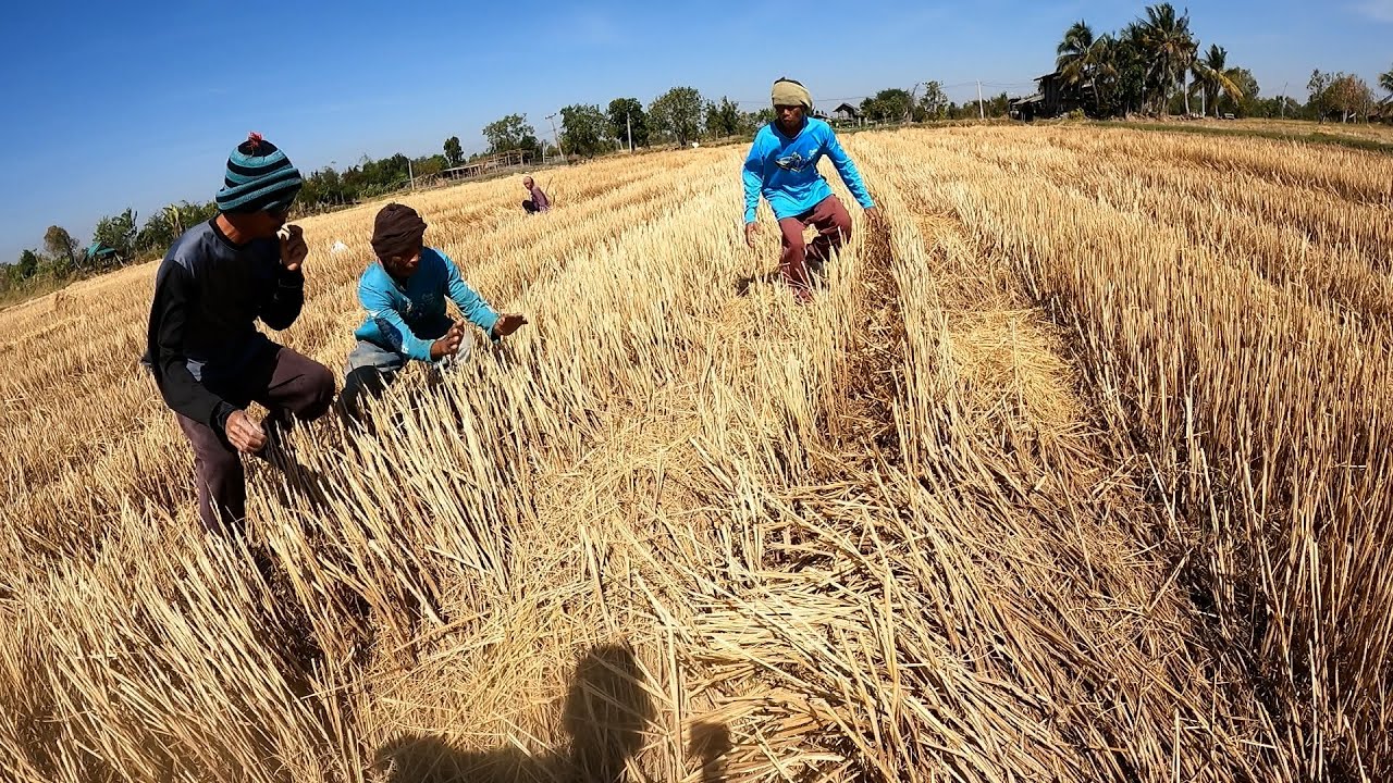 ม่วน มัน ฮ่า !! หาหนูตามทุ่งนา มาต้มส้มหนู!! สูตรพ่อพรม ย่างแห่มๆแล้วมาต้ม ปรุงแซบๆ ซดน้ำโกรกก