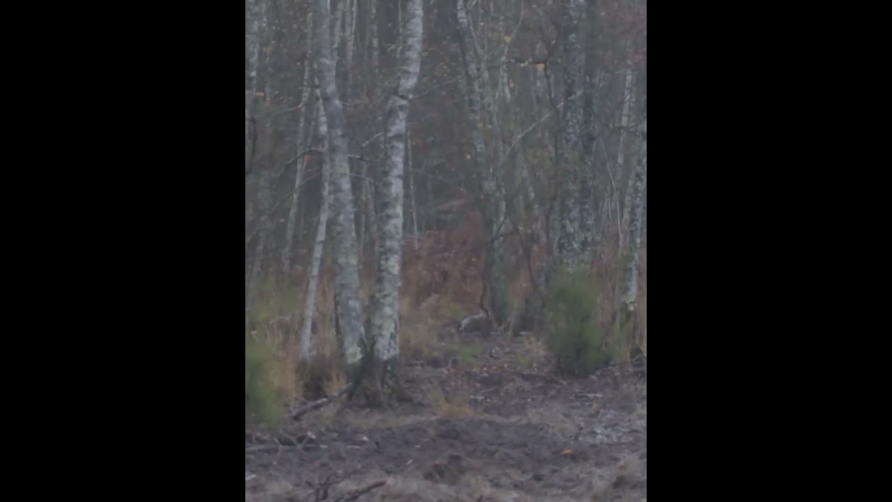 Wild Boar Can T Escape The Aimpoint Red Dot Sight Hunting Wildanimal Wildboar