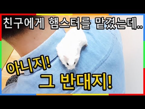 . | 햄찌 애교 심심타임 <strong>심심이</strong> 타임이 Cute hamster response compilation