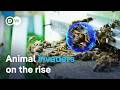 Unwanted intruders: The battle against invasive species | DW Documentary