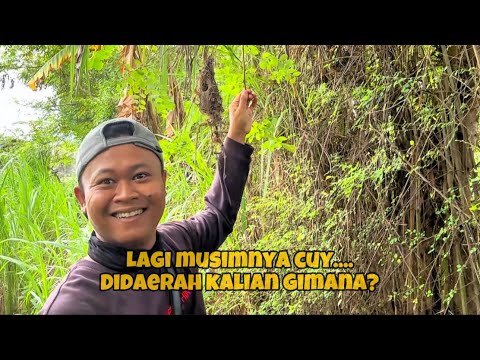 Lagi Hoki nih… hari ini banyak nemu sarang setelah berminggu2 sabar 😅