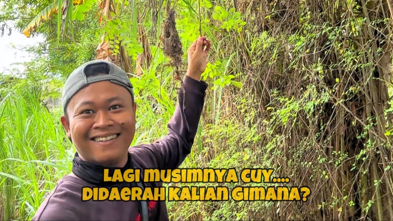 Lagi Hoki nih… hari ini banyak nemu sarang setelah berminggu2 sabar 😅