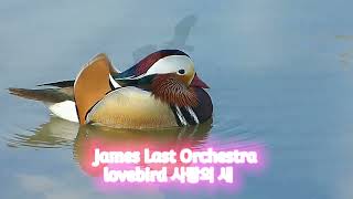 James Last Orchestra  Lovebird     제임스라스트오케스트라 사랑의 새