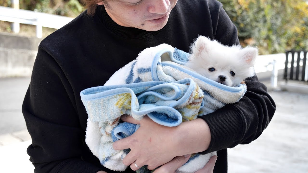 [新しいコレクション] 犬 赤ちゃん抱っこ 232721犬 赤ちゃん抱っこ 寝る