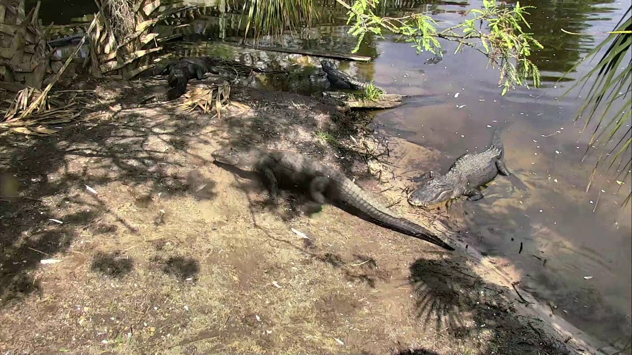 eggs florentine Alligator Swamp and Spoonbills Cam 08-15-2018 07:54:14 - 08:54:15