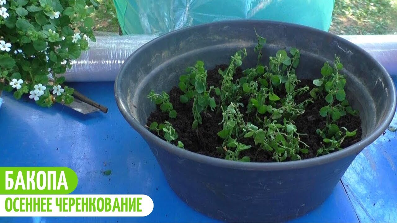 Усадьба Багиры Ютуб Новые Видео 2022 Года
