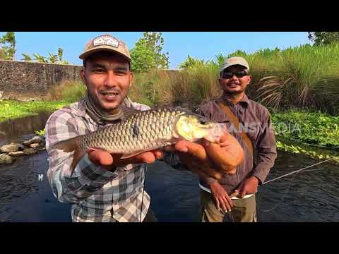 Fly fishing di Kali Opak Berburu Strike Bader | MANCING MANIA STRIKE BACK (2609/26) P1