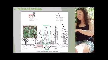 Push-pull technology: an eco-friendly pest management system