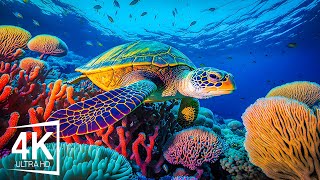 Turtle Paradise 4K ULTRA HD  Coral Reefs and Colorful Sea Life  Relaxing Music