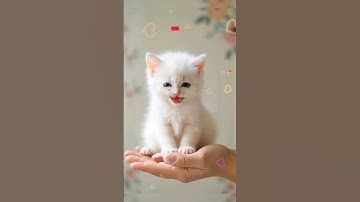 Thumbnail of Tiny 🐾 Kitten Melts Hearts Singing apt apt Lyrics 💕 #cat #apt #catsinging #viralshorts