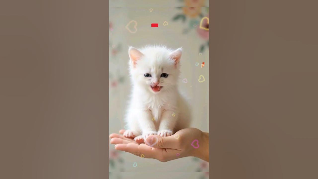 Tiny 🐾 Kitten Melts Hearts Singing apt apt Lyrics 💕 #cat #apt #catsinging #viralshorts