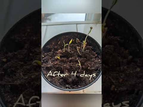 ვიდეო: ჩემი პომიდვრის თესლი ყვავის - ინფორმაცია Vivipary In Tomatoes-ზე