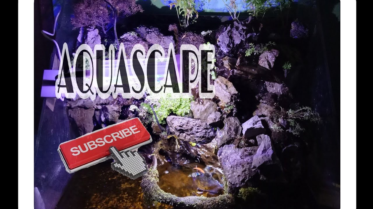Desain Aquascape Batu Karang / Jual Batu Karang Jahe