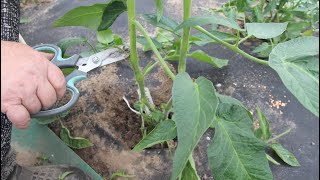 Не пасынкуйте томаты пока не посмотрите это видео!