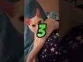 Tme To Think Cat Catlovers Shortsviral Tme To Think Cat Catlovers Shortsviral