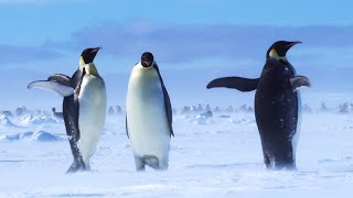 Kevin Richardson Swaps Lions For Penguins In Antarctica | The Lion Whisperer