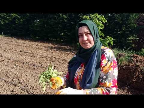 Video: Bahçe işleri: toprağa domates fidesi dikmek