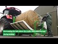 Maximum Versatility With A Hustler Chainless Bale Feeder Maximum Versatility With A Hustler Chainless Bale Feeder