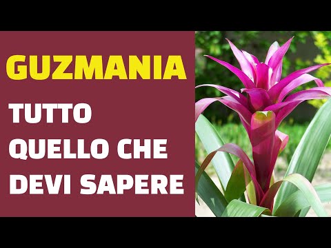 Video: Guzmania Mix (21 Foto): Regole Per La Cura Della Casa, Caratteristiche Dei Fiori E La Sua Descrizione Completa