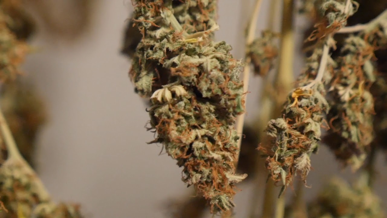 BEST LED GROW LIGHT THAT I HAVE TESTED 2018