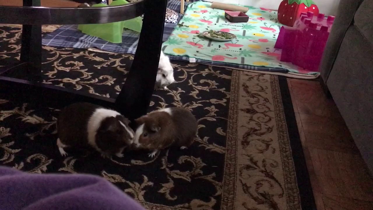 How to catch a guinea pig YouTube