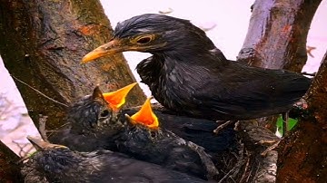 Common blackbird Birds Feed the baby in the nest well. EP10 [ Review Bird Nest ]
