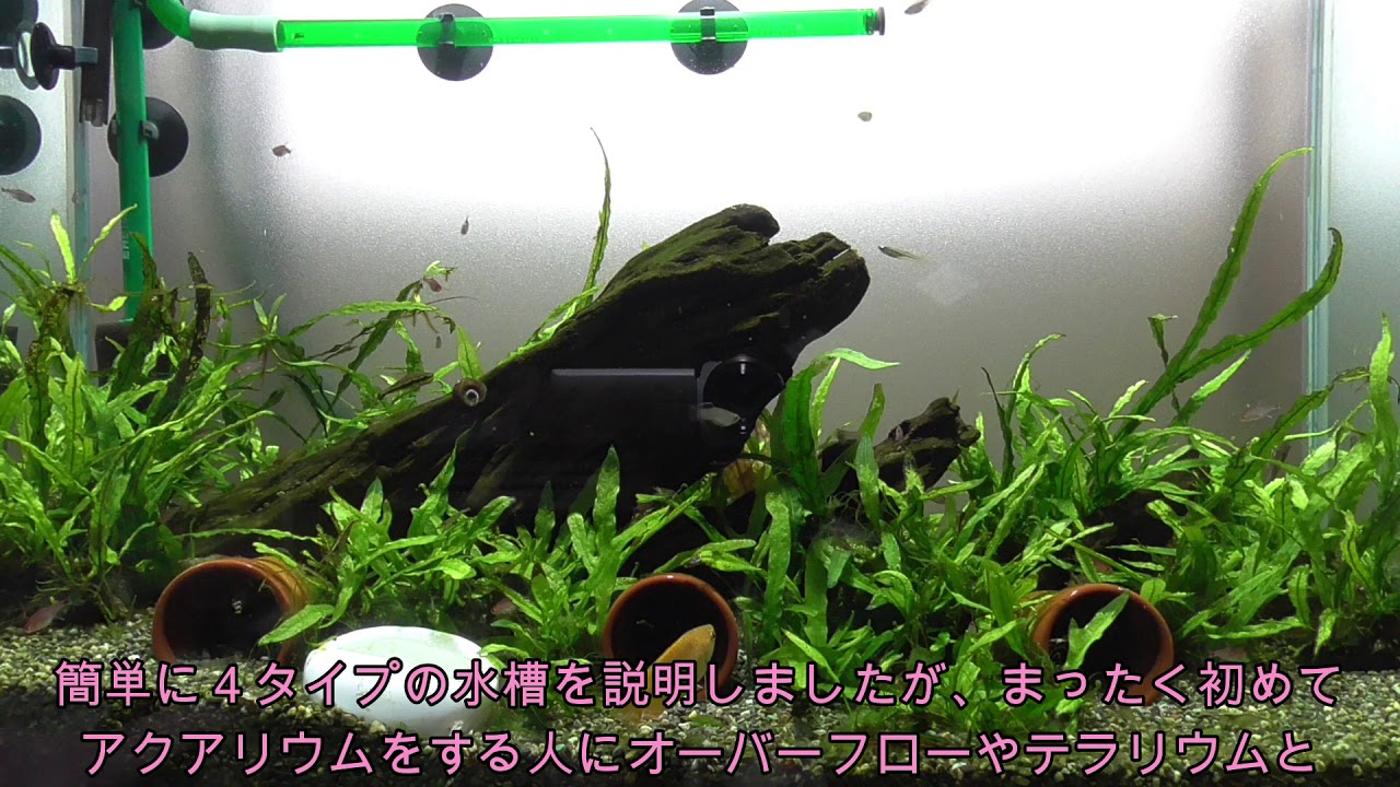 1 これからアクアリウムを初めてみたい人向け 水槽のお話 Youtube 1 これからアクアリウムを初めてみたい人向け 水槽のお話 Youtube
