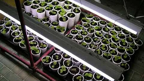 How To Germinate And Start Tobacco Seeds!