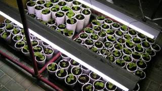 How To Germinate And Start Tobacco Seeds!