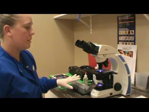 VETT 222 Task 4- Perform a Manual White Blood Cell Count Differential