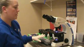 VETT 222 Task 4- Perform a Manual White Blood Cell Count Differential
